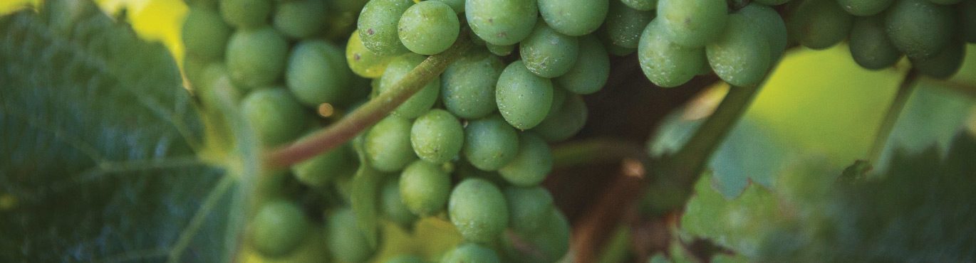 organic-philosophy-banner