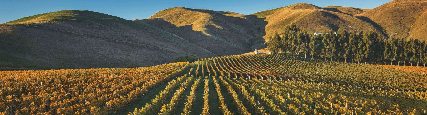 vineyard-clayvin