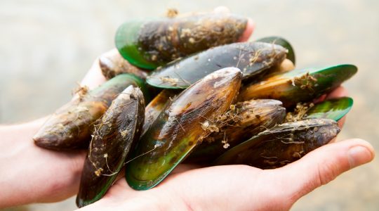 Explore Marlborough image