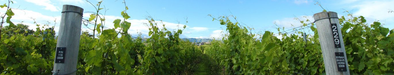 Organic Reds_Vines Banner