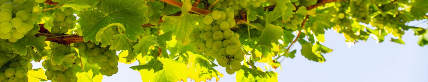 Fresh-Marlborough-Sauv-Vintage2019