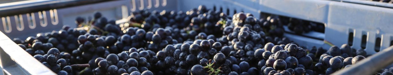 Ridge Block grapes web banner