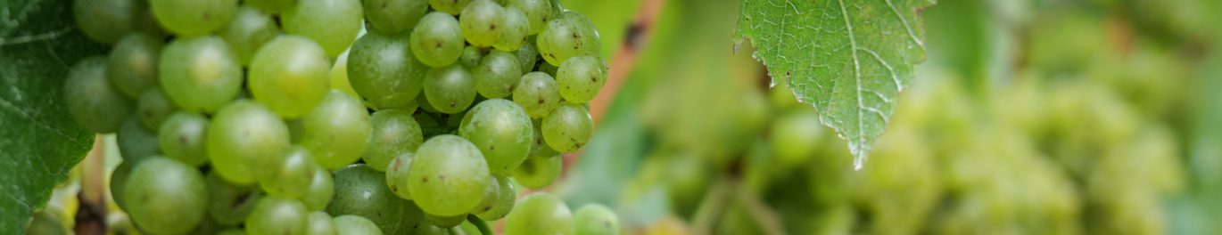 Giesen Group_Harvest 2021_Clayvin Handpicking_Chardonnay_SA1001728 web header